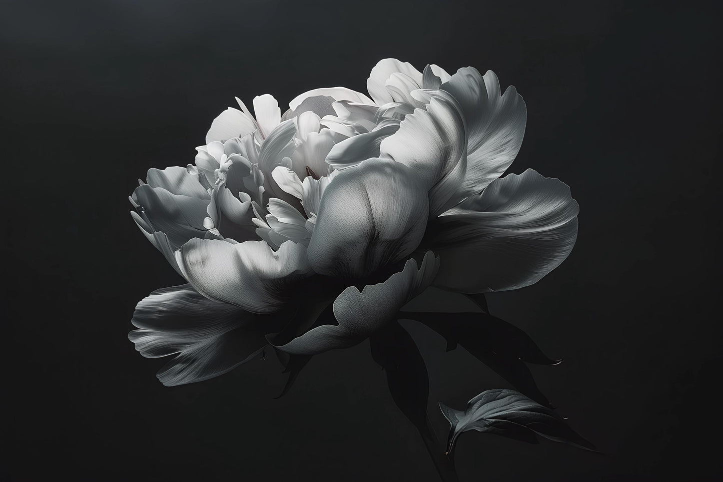 Black and White Peony Wall Mural – Large Dark Floral Wallpaper for Bedroom Accent Wall Vn1050