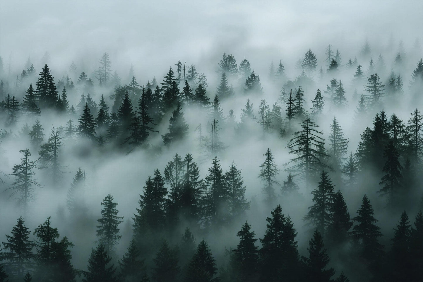 Misty Forest Wall Mural – Dark Green Woodland Wallpaper, Nature Landscape Accent Wall Decor for Bedroom or Living Room Vn1071